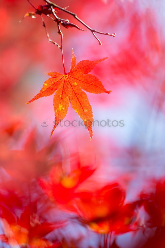 Similar – dwarf maple, bokehisiert