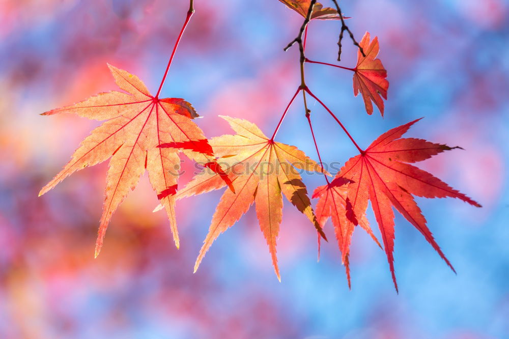 Similar – Image, Stock Photo flowering maple Nature