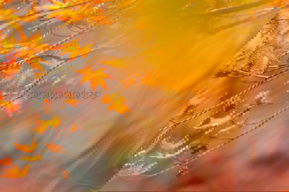 Similar – Image, Stock Photo transience beech leaves