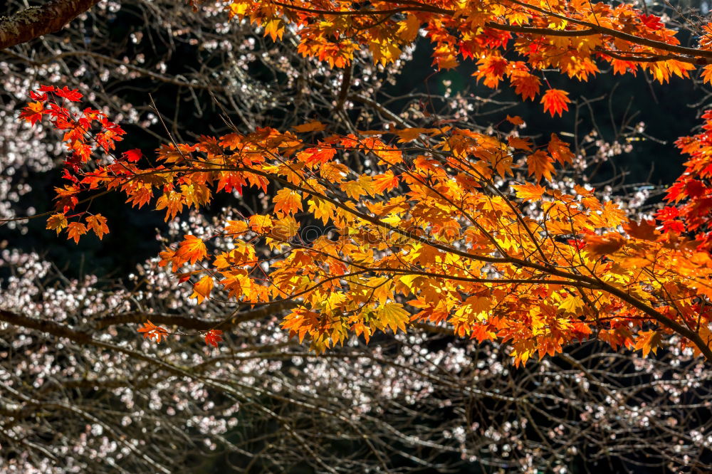 Similar – Laubbaum Herbst Baum