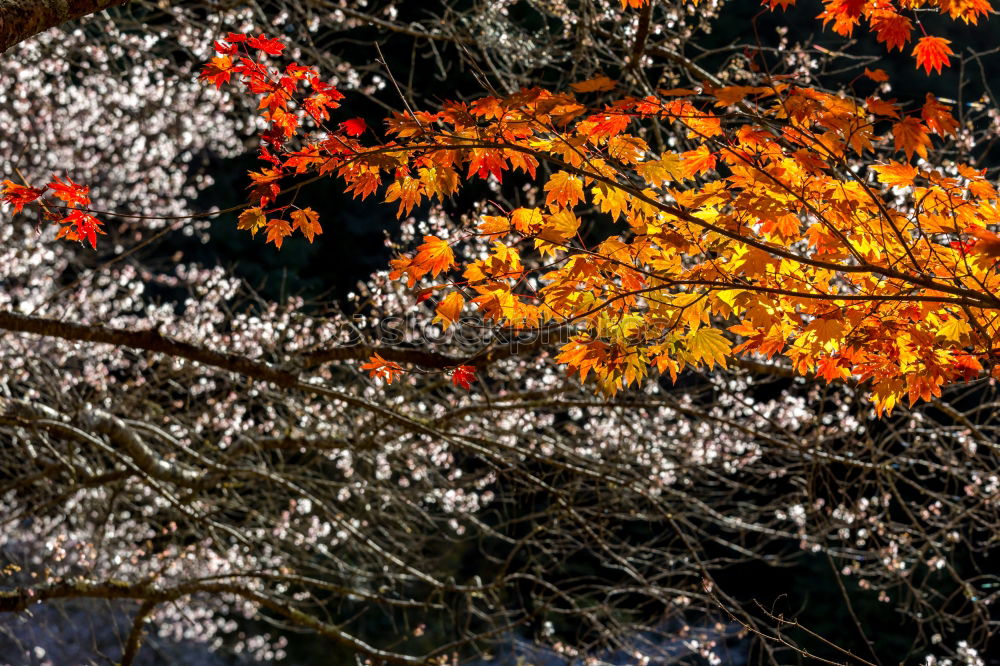 Similar – Firethorn with many red fruits