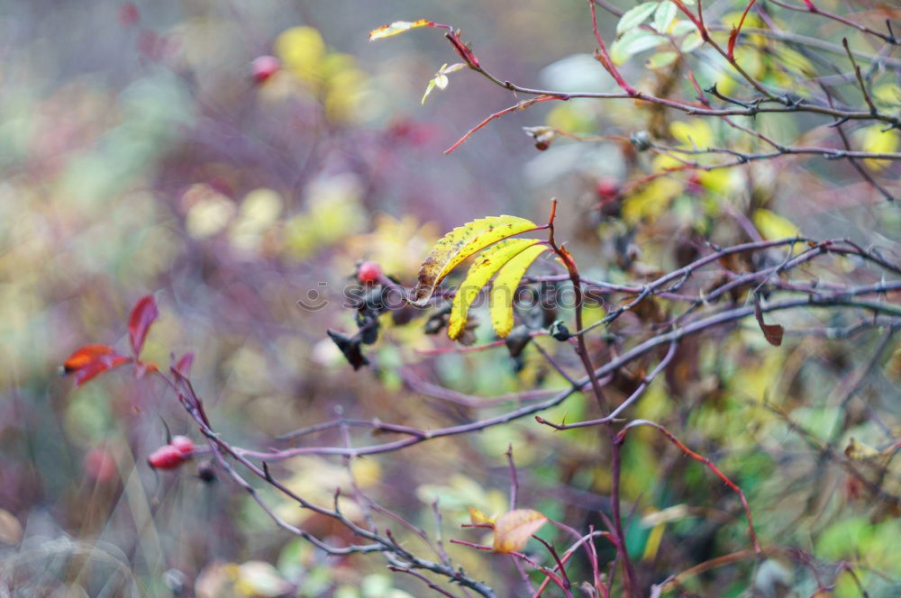 Similar – Image, Stock Photo autumn Autumn Leaf Nature