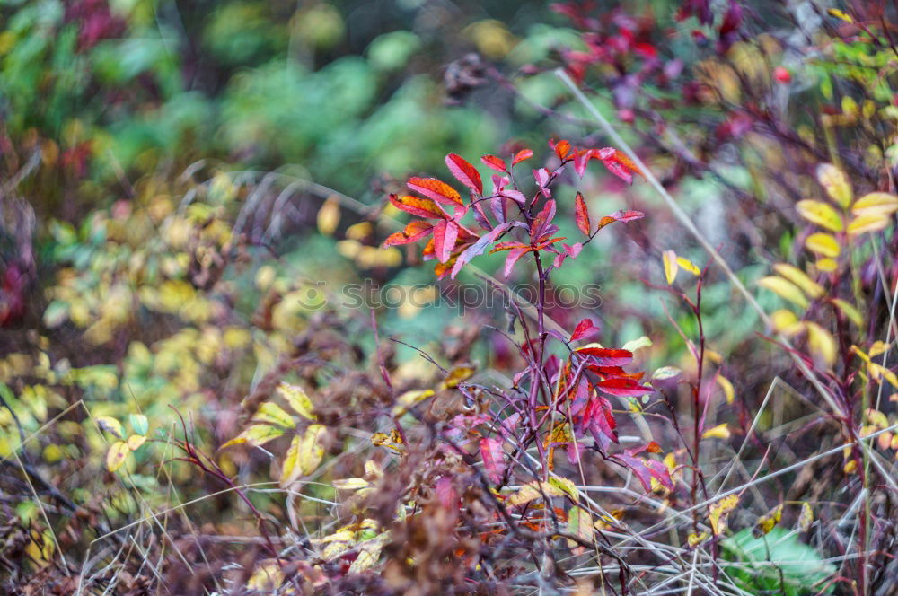 Similar – Image, Stock Photo forest garden Raspberry