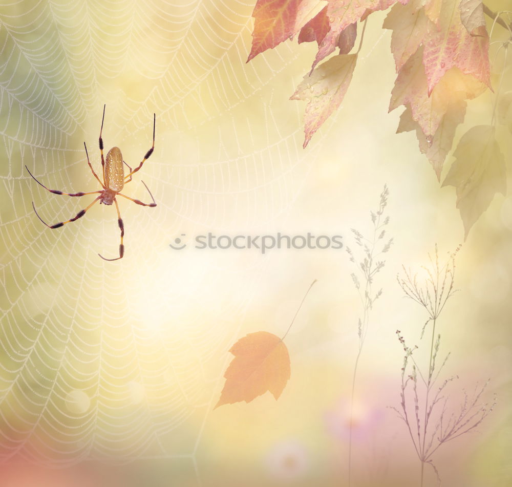 Similar – Image, Stock Photo Autumnal still life with vase and plants