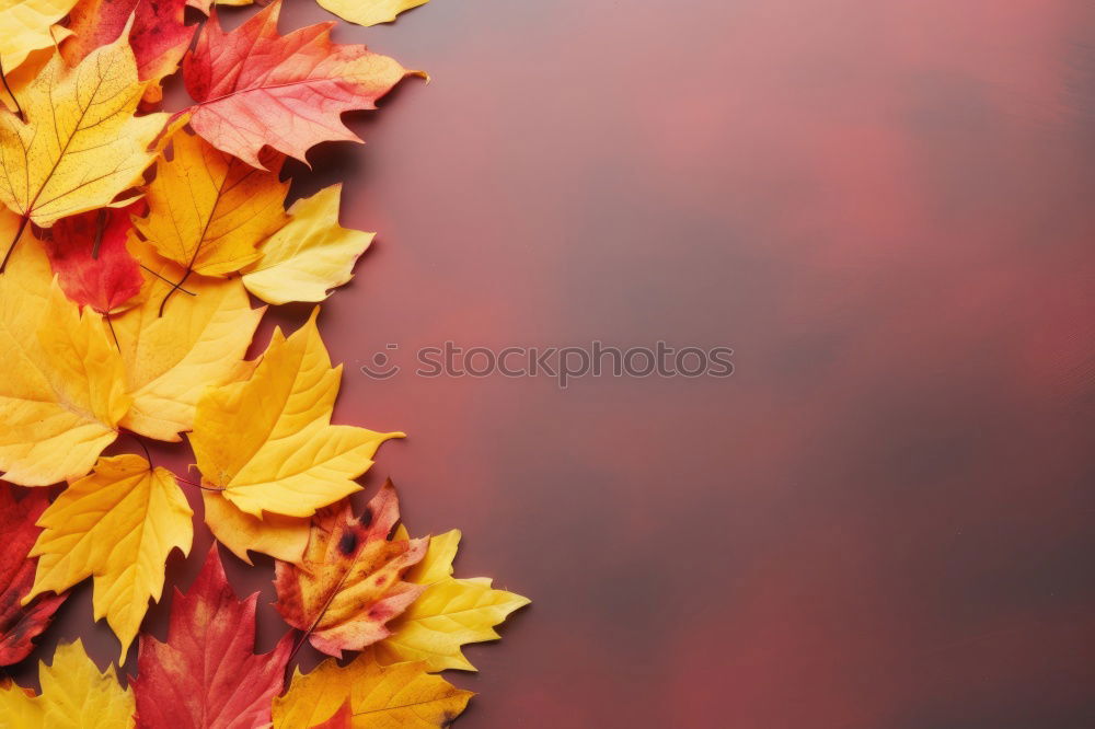 Similar – Image, Stock Photo A handful of autumn