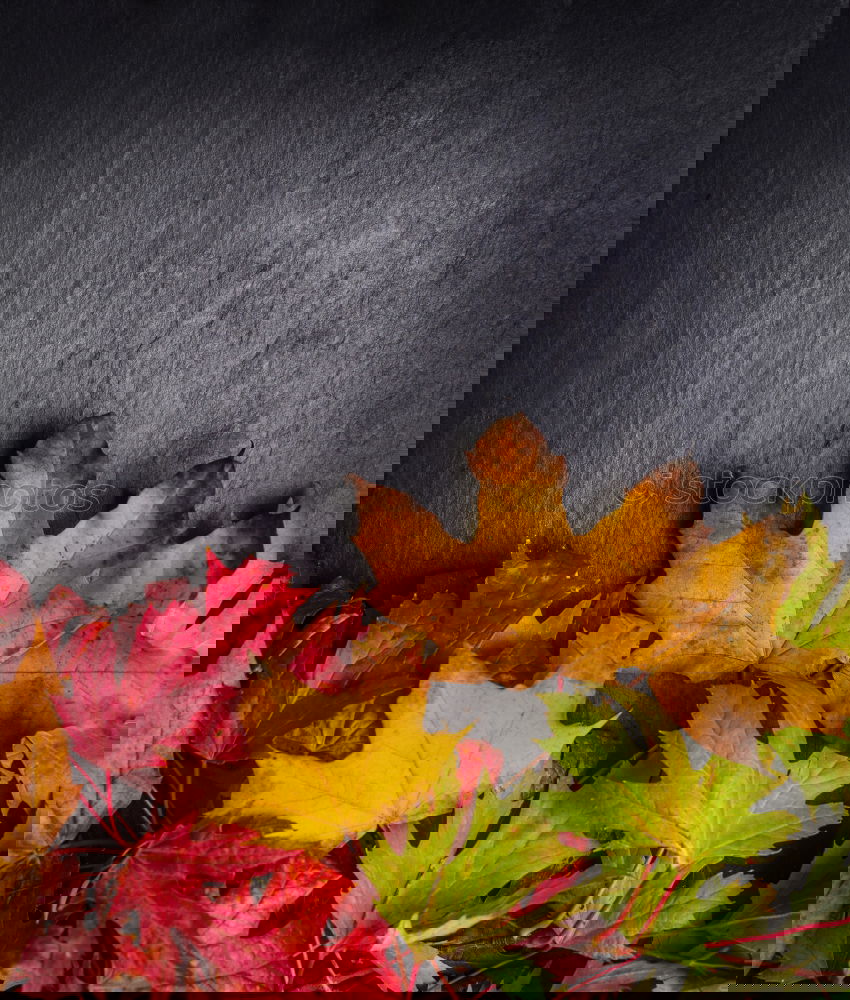Image, Stock Photo Colourful autumn foliage on dark background