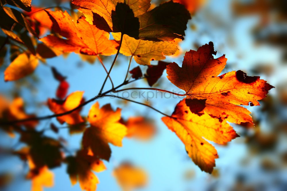 Similar – Image, Stock Photo autumn pallet Environment