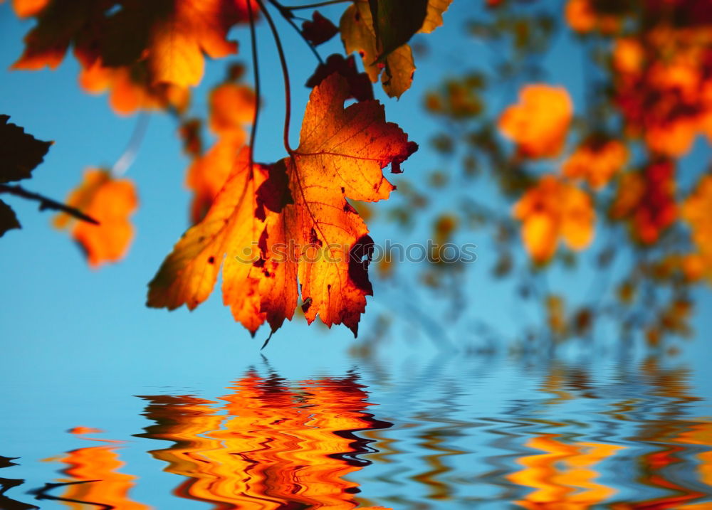 Similar – Image, Stock Photo autumn pallet Environment