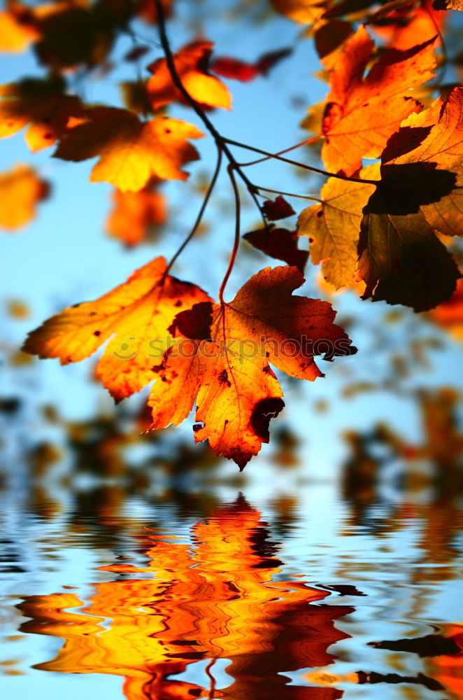 Similar – Heißer Herbst Umwelt Natur