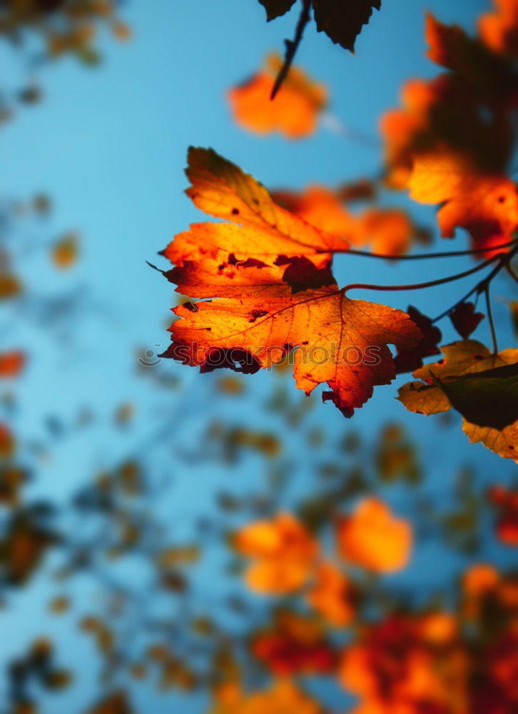 Image, Stock Photo red hazel leaves