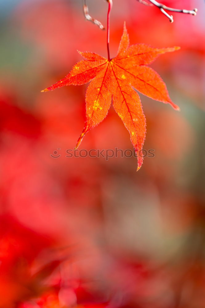 Similar – Image, Stock Photo wild wine in autumn colours