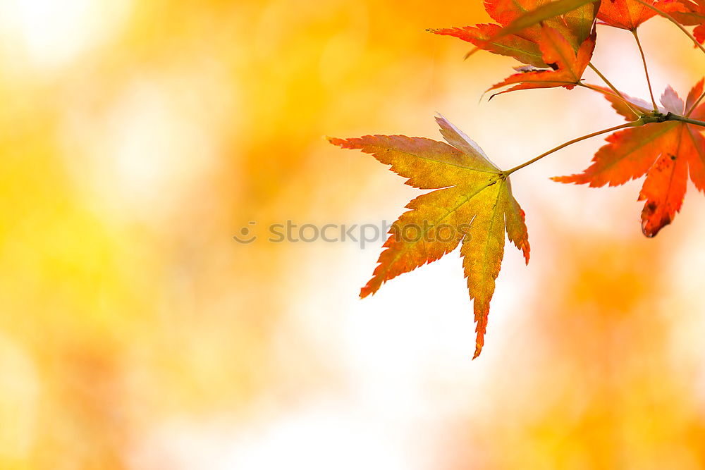 Similar – Image, Stock Photo bright orange Environment