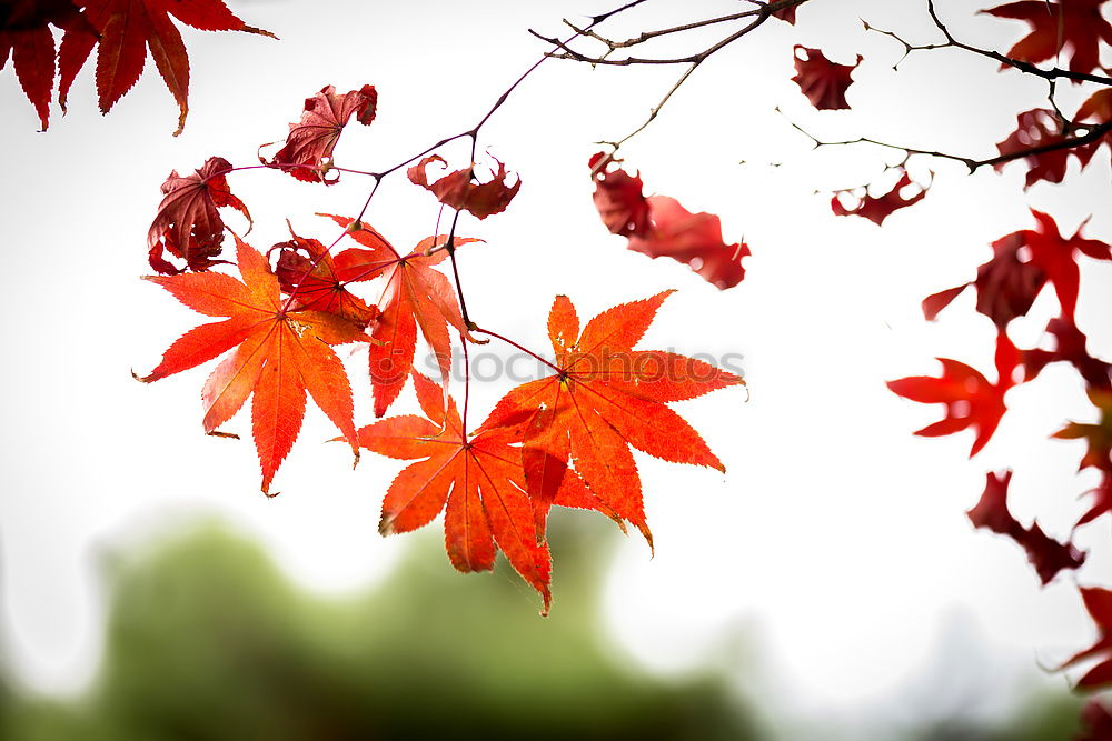 Similar – Image, Stock Photo flowering maple Nature