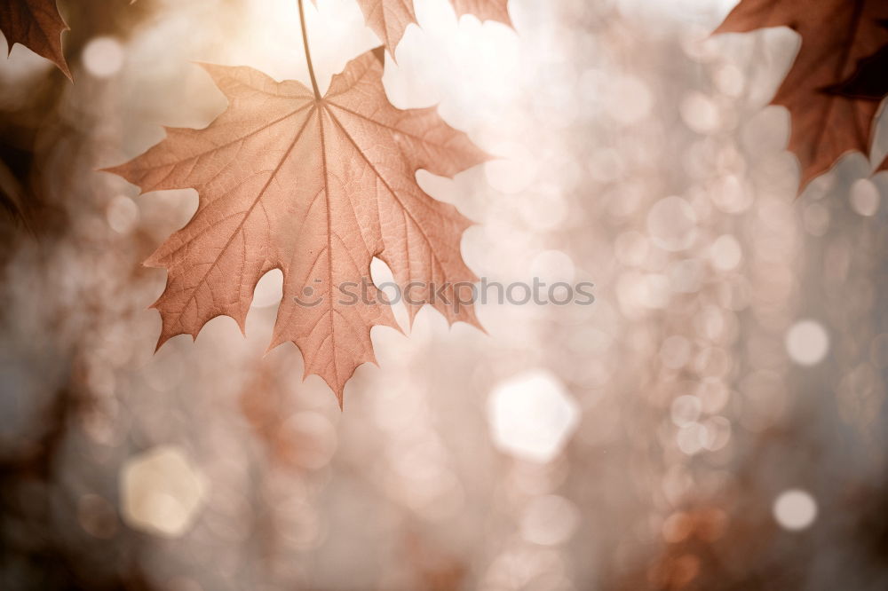 Similar – Image, Stock Photo Autumn leaf. Environment