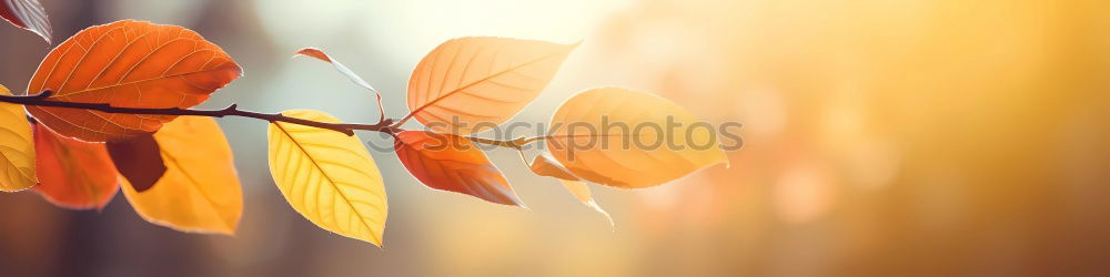 Similar – Image, Stock Photo Hooray hooray of the herbs is daaaa