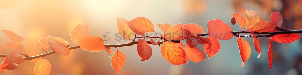 Similar – dwarf maple, bokehisiert