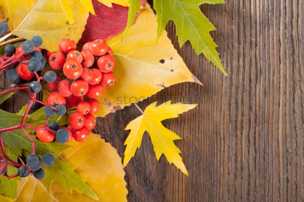 Similar – Colourful autumn leaves on dark wood