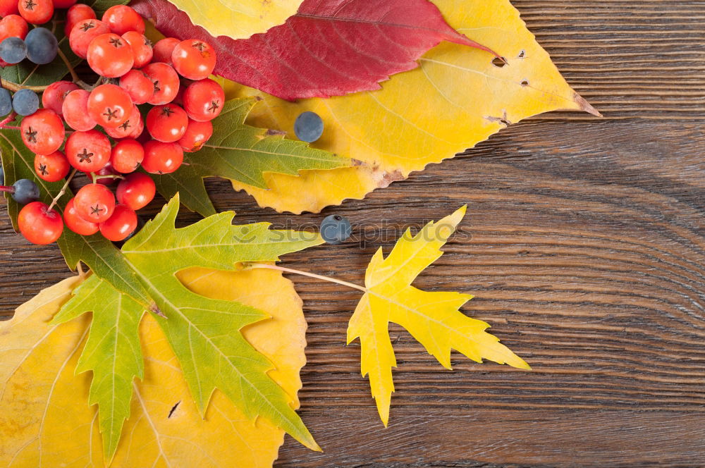 Similar – Autumn decoration with pumpkin and make leaves