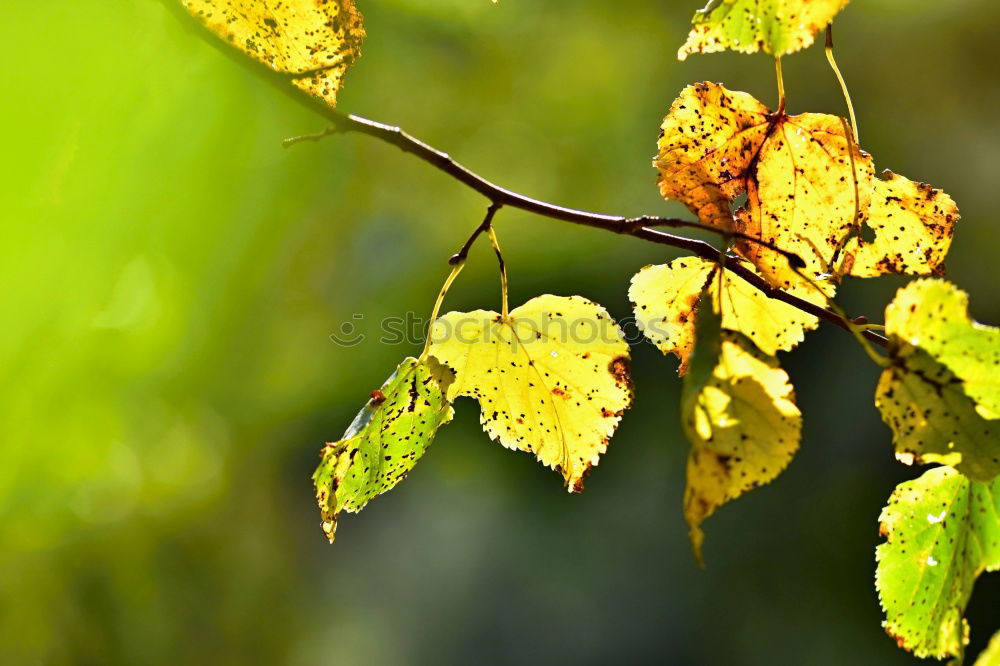 Similar – Image, Stock Photo maple Environment Nature