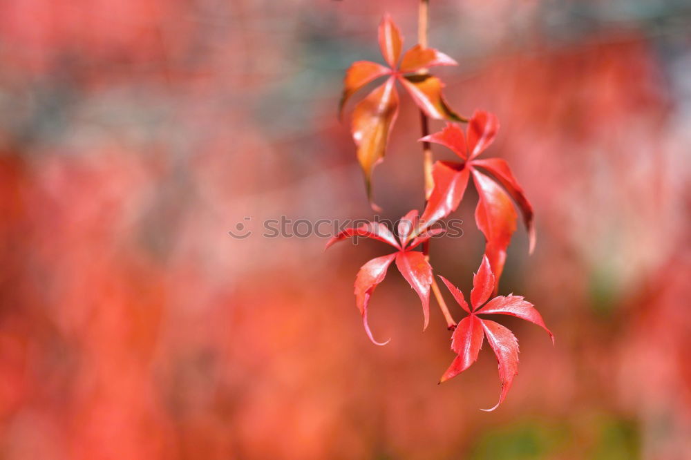 Similar – Red maple Environment