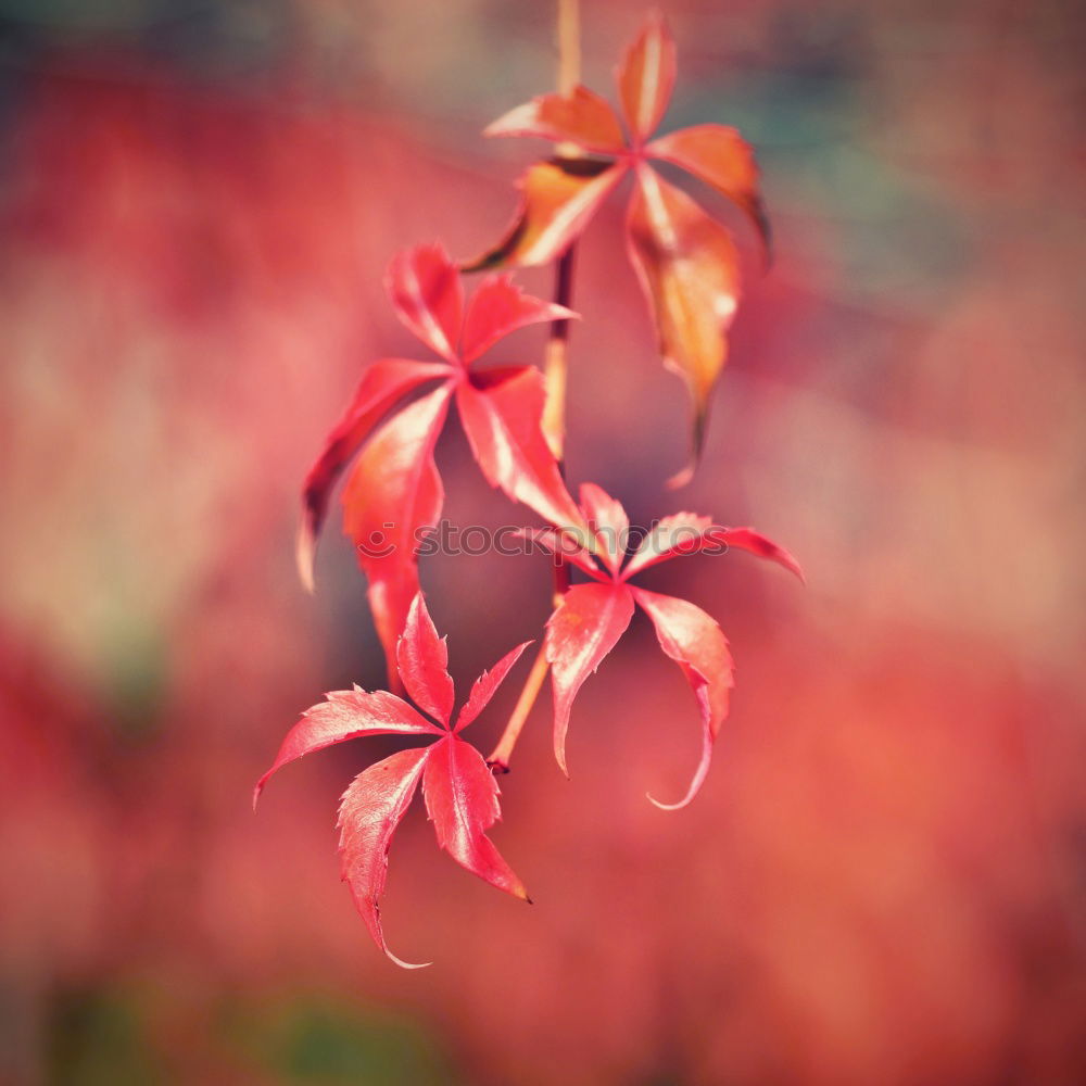 Similar – Red maple Environment