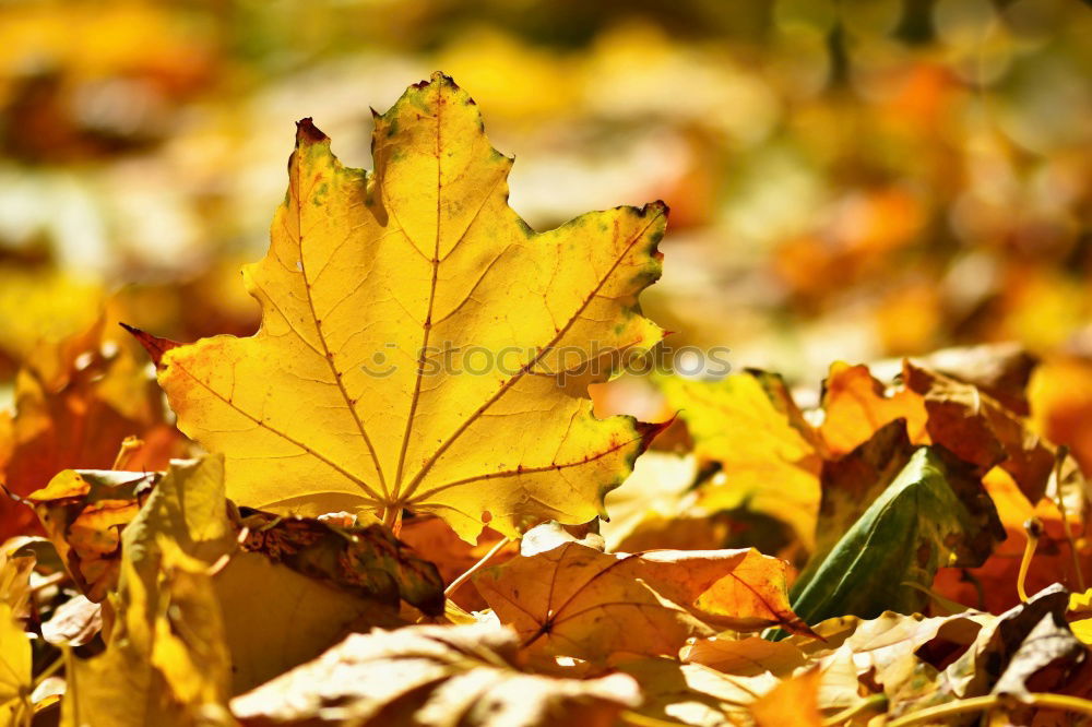 Similar – Image, Stock Photo maple leaf in autumn colours