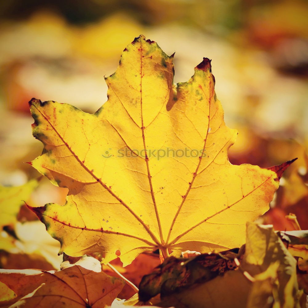 Similar – Image, Stock Photo Woman holding autumn leaves