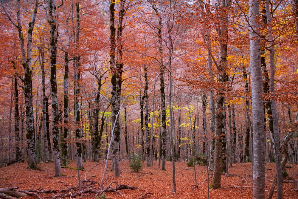 Similar – autumn forest Well-being