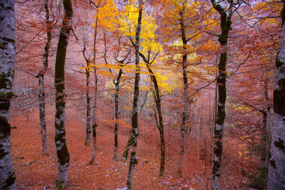 Similar – Image, Stock Photo 2600 | Black Forest Trip