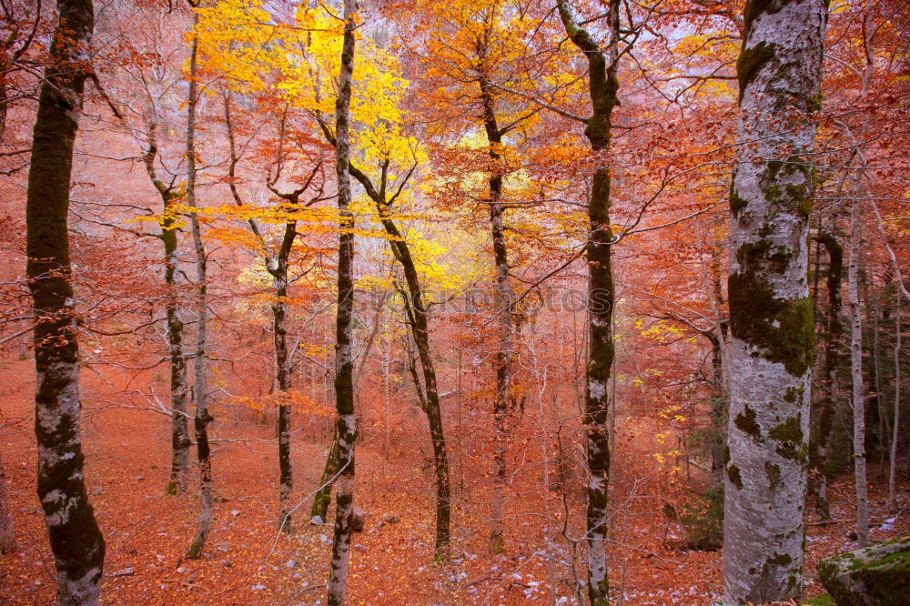 Similar – Foto Bild mein „Stamm-Wald“ Natur