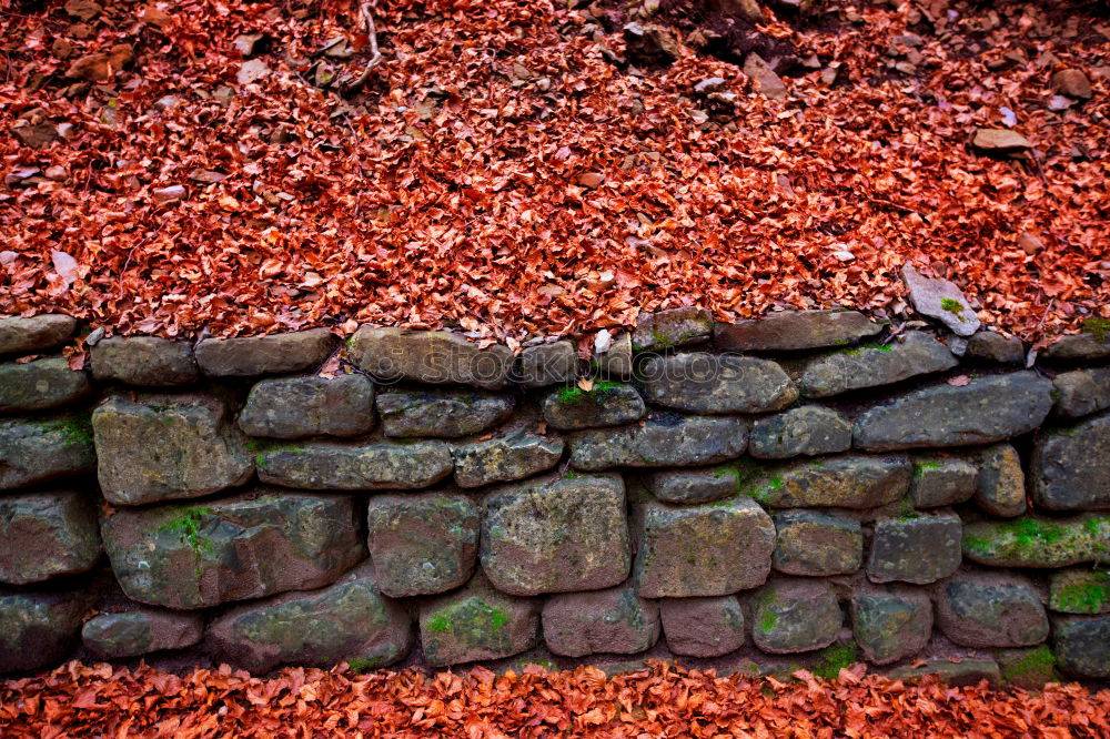 Similar – mauerBLÜMCHEN Spring