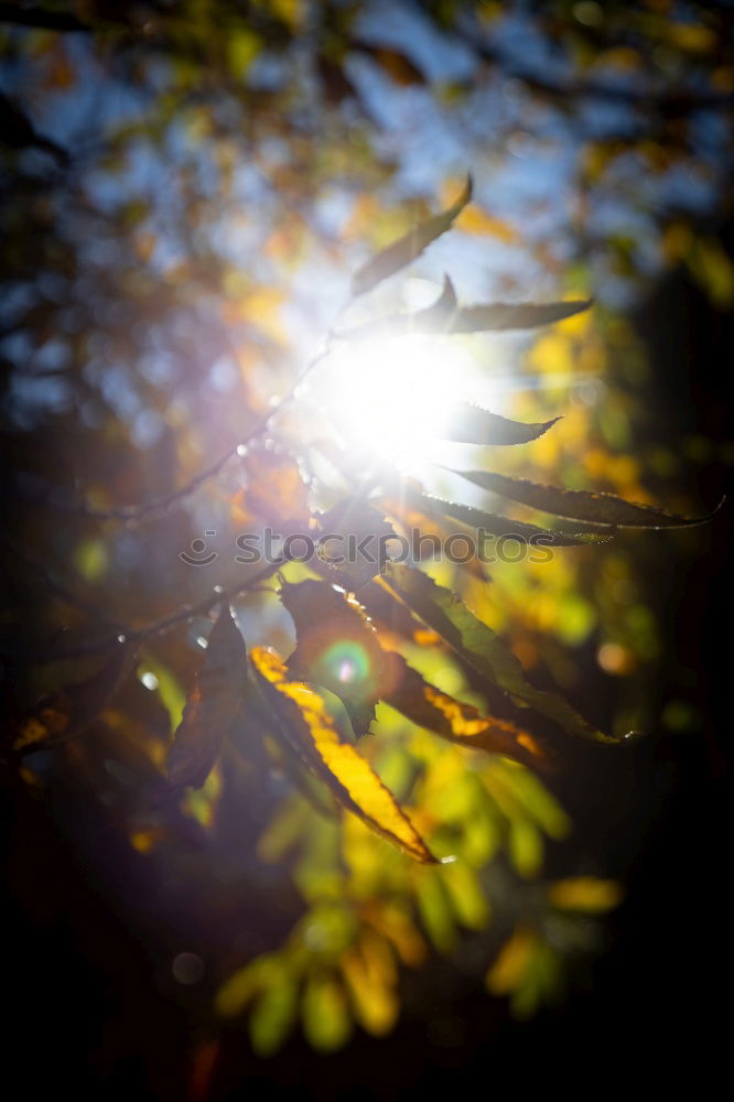 Similar – Image, Stock Photo Leaf in autumn sun Nature