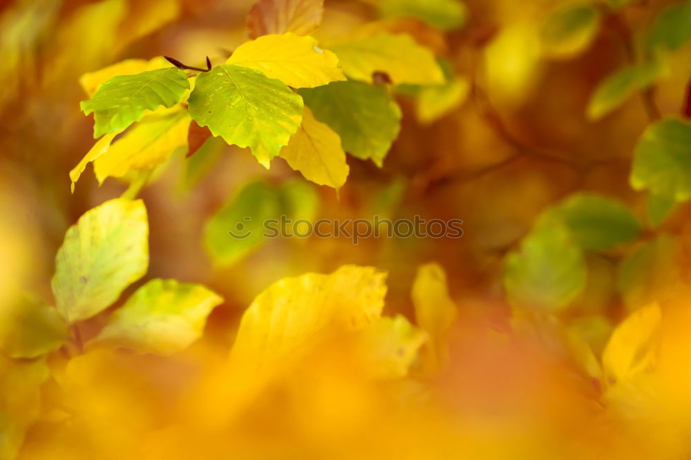 Similar – Image, Stock Photo I like autumn Wood