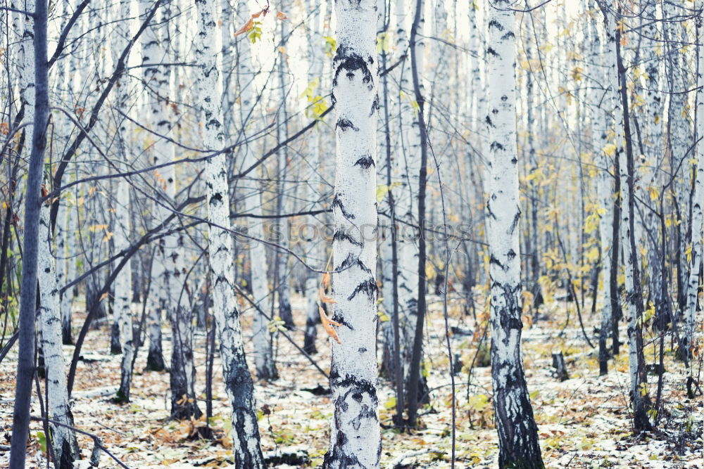 Similar – Image, Stock Photo Russian wood Winter Snow