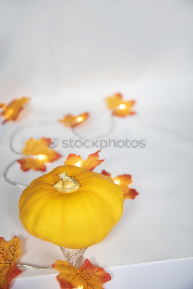 Similar – Foto Bild Plus Blume gelb Lupe