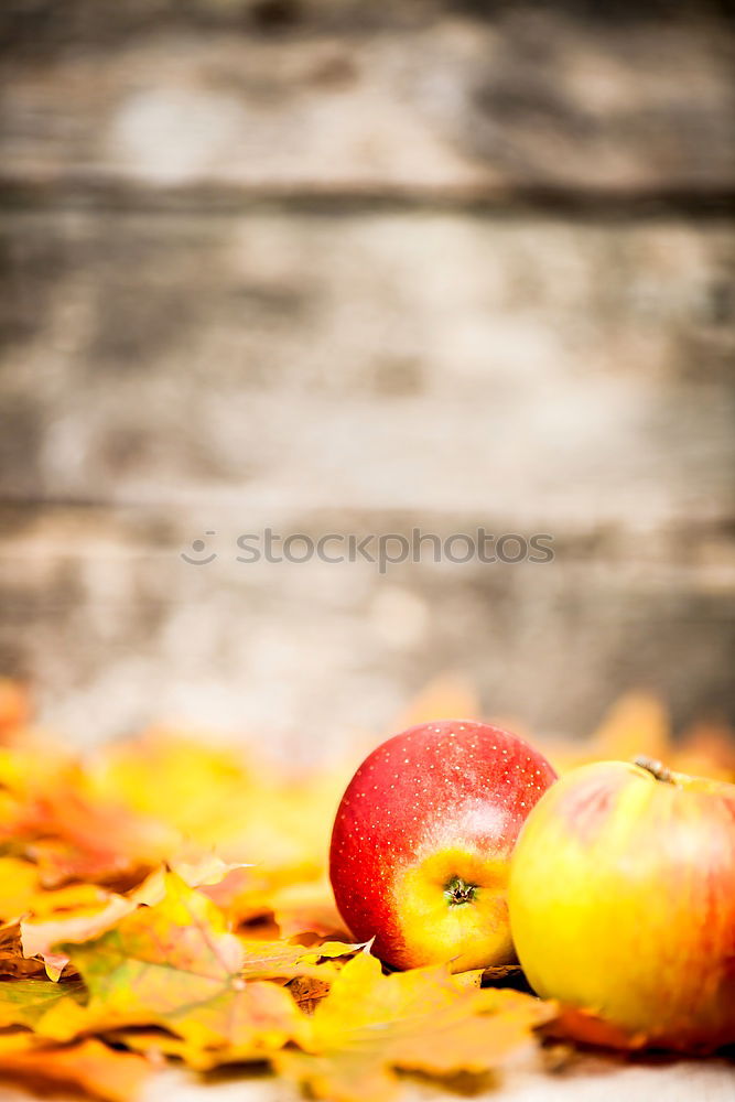 Image, Stock Photo the last apples of the year