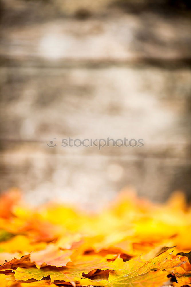 Similar – Herbstklang Baum Blatt