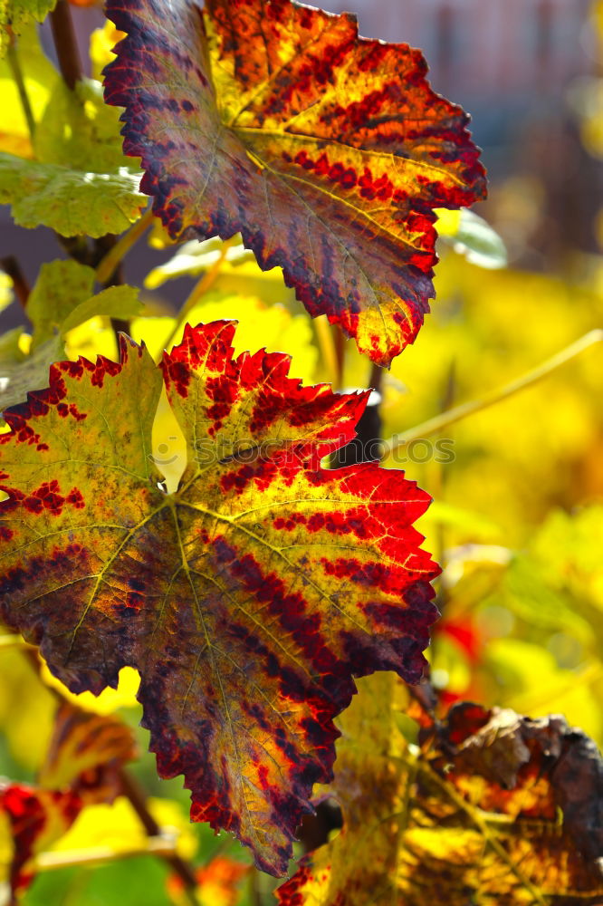 Similar – Rebstock Wein Sekt