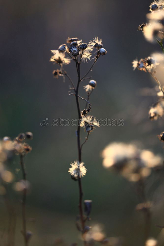 Similar – roses Natur Pflanze Rose