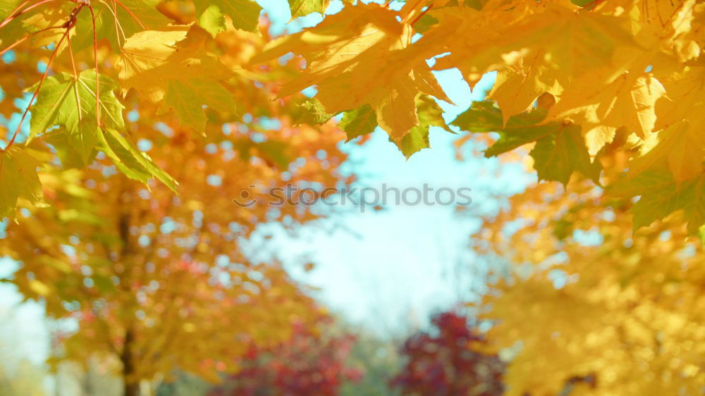 Similar – Gelber Herbst Baum Blatt