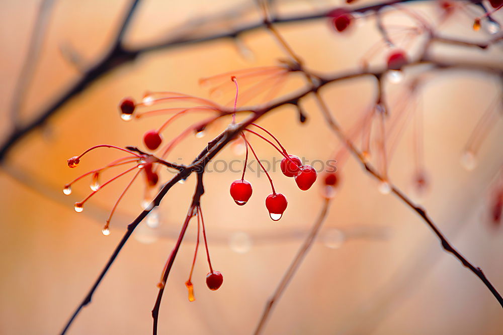 Similar – red tree leaves in the nature in summer