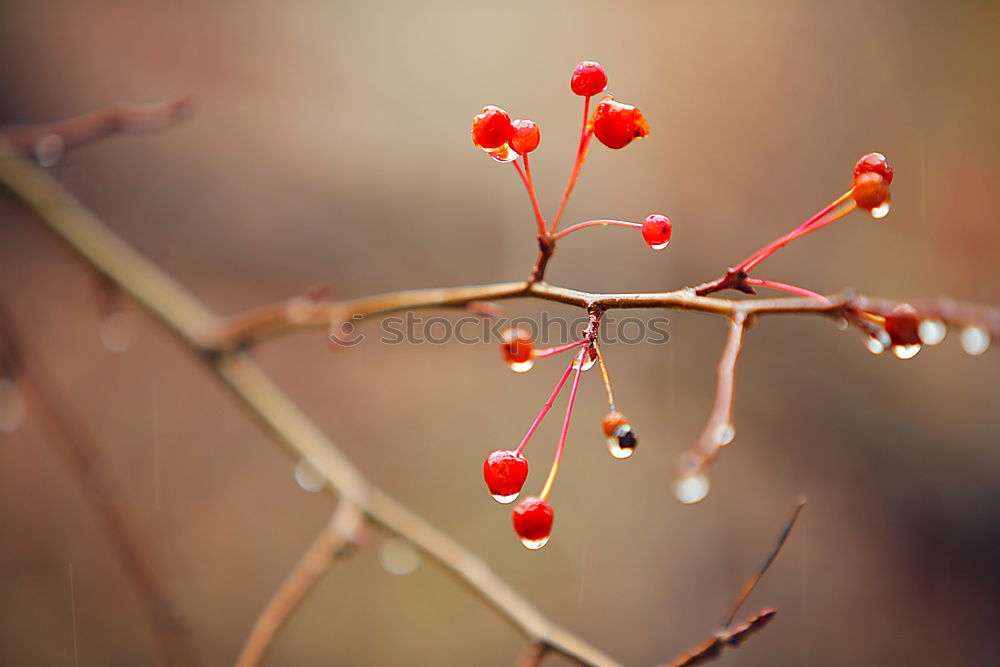 Similar – Image, Stock Photo Rowan branch in the snow