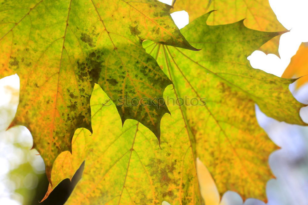 Similar – Image, Stock Photo autumn lights Nature Plant