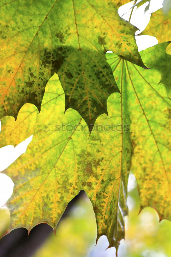 Similar – Image, Stock Photo maple Environment Nature