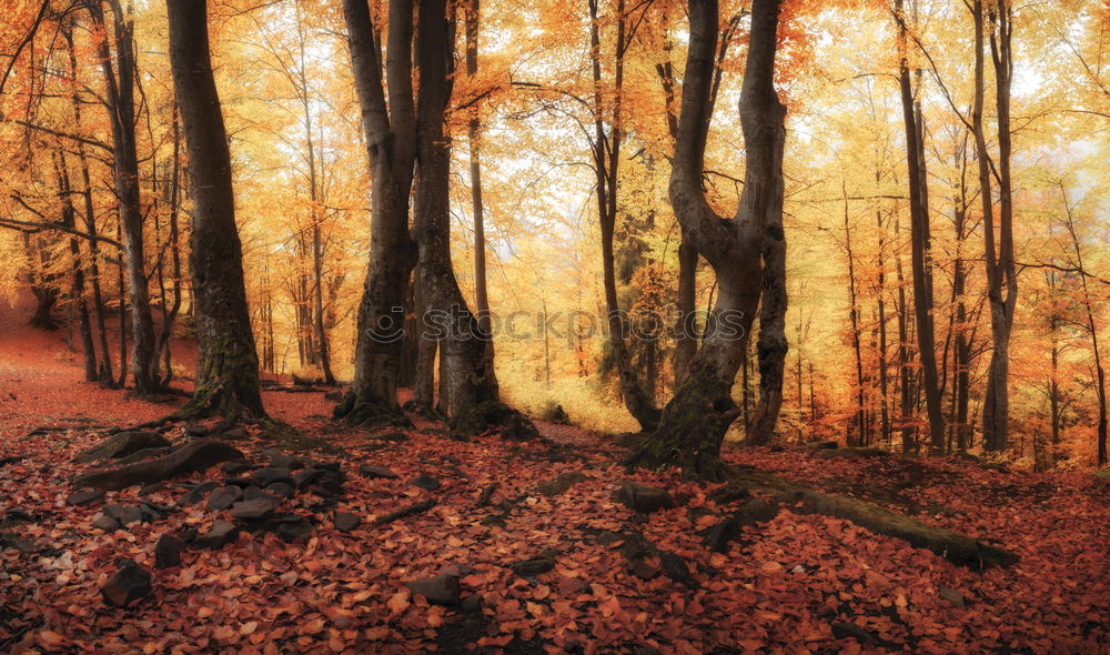 Similar – Image, Stock Photo autumn trunk Autumn Tree