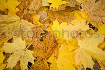 Similar – Image, Stock Photo Autumn coloured foliage on the ground