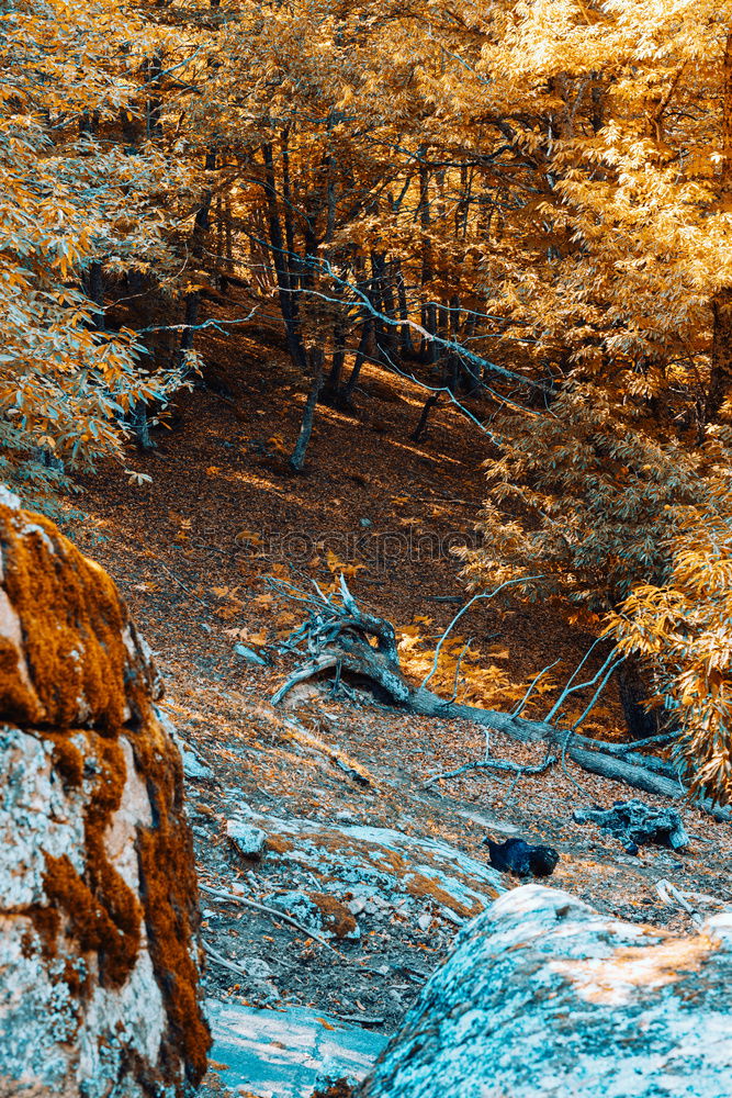 Similar – Image, Stock Photo A wild river flowing through large rocks with moss