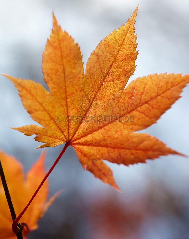 Similar – Image, Stock Photo Hand holding a leaf Nature
