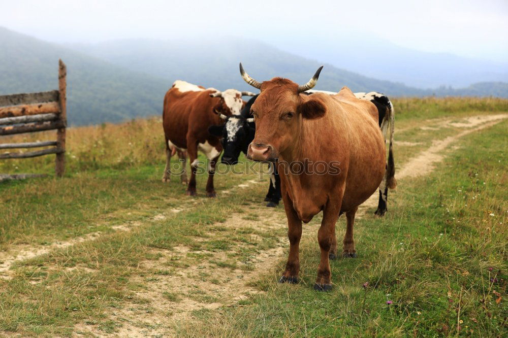 Similar – Image, Stock Photo Pitztal young cattle