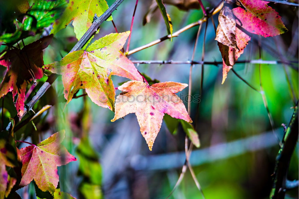 Similar – Image, Stock Photo Wild vine leaves in sunlight